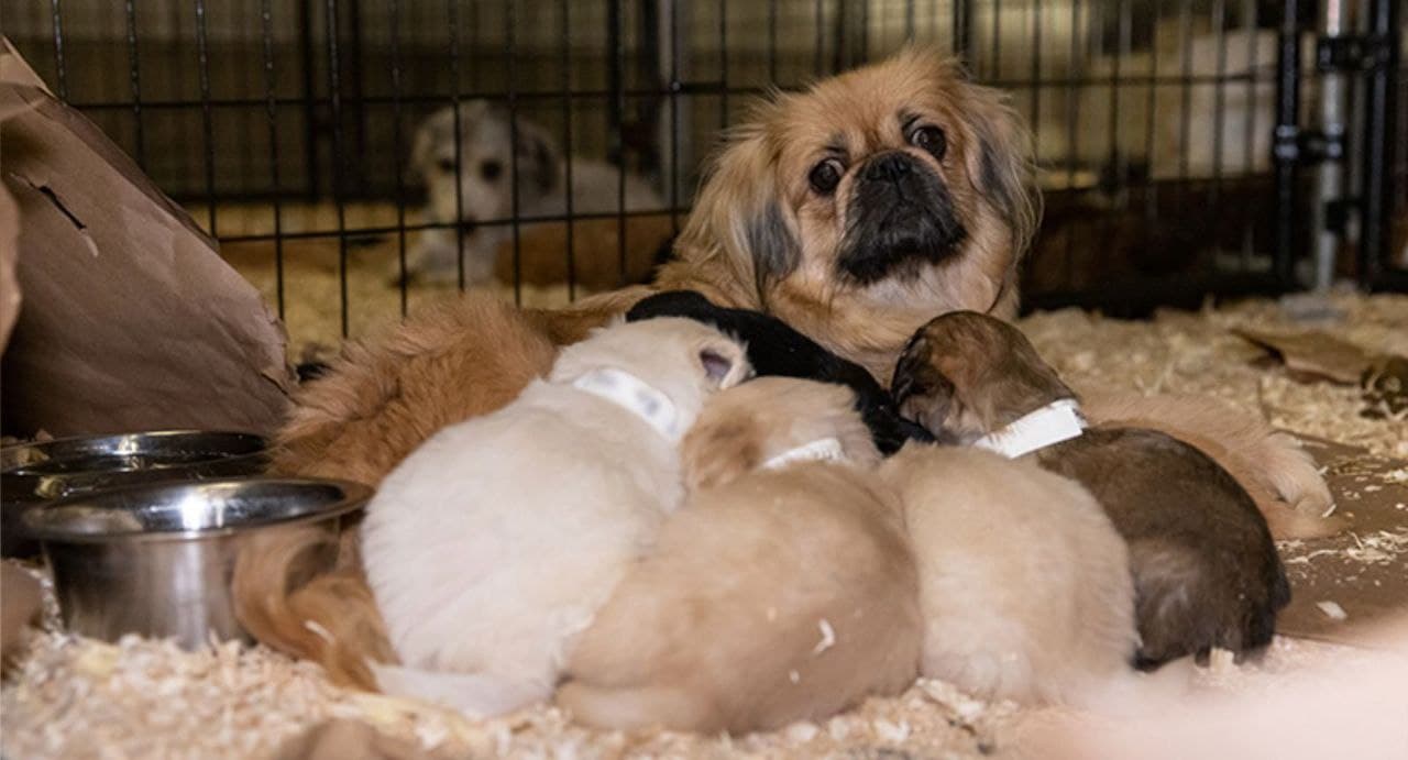 Puppy Mills: The Hidden Cruelty Behind Cute Puppies