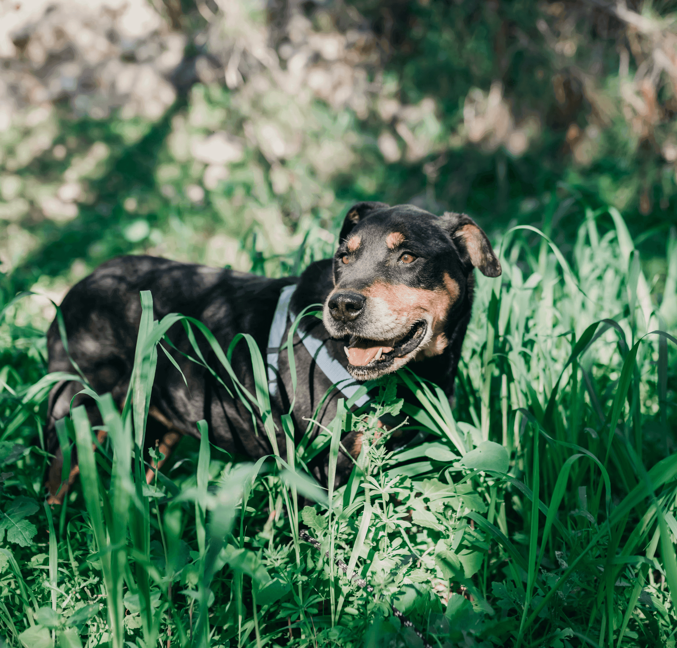A few reasons to adopt a senior dog