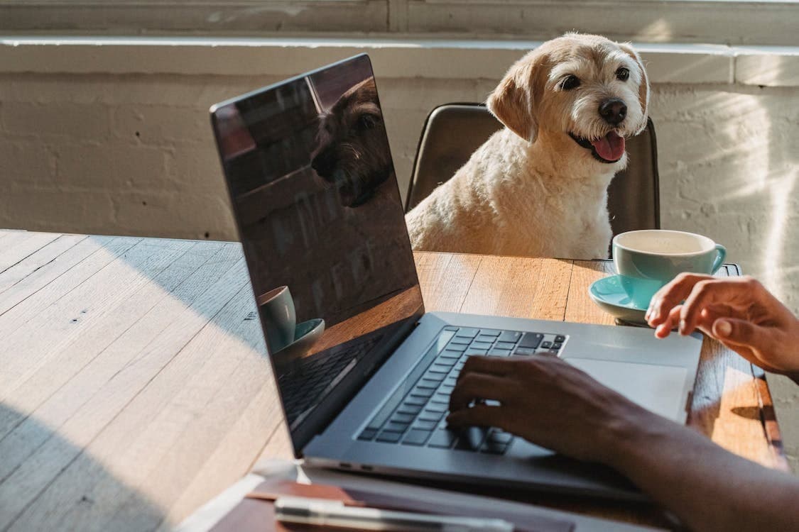 Cyprus is a tech hub, but animal rescue is still running on Facebook