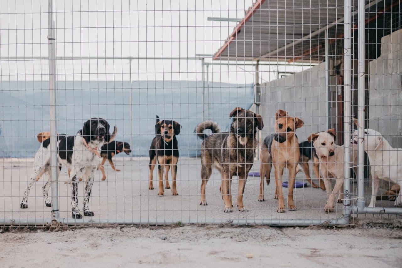 Stray Animals in Cyprus