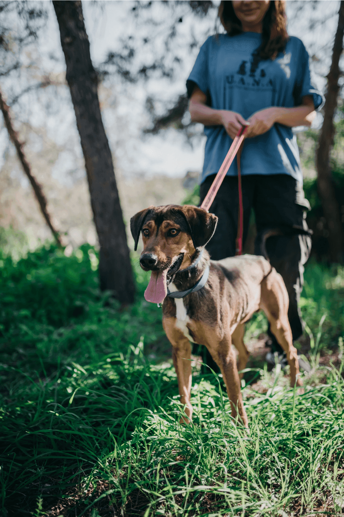 Empower Change: Your Role in Alleviating Animal Homelessness