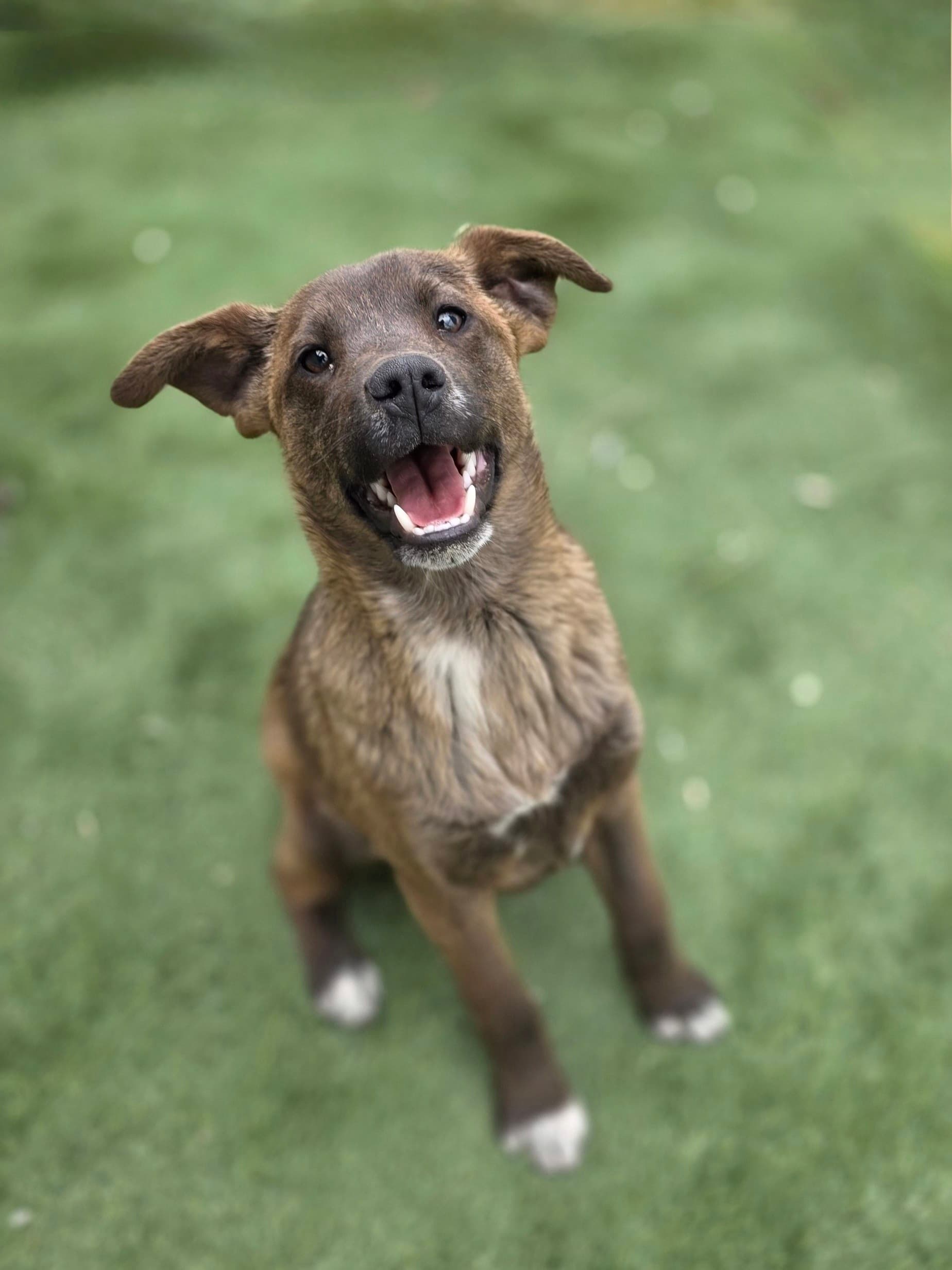 A happy puppy sitting in the grass