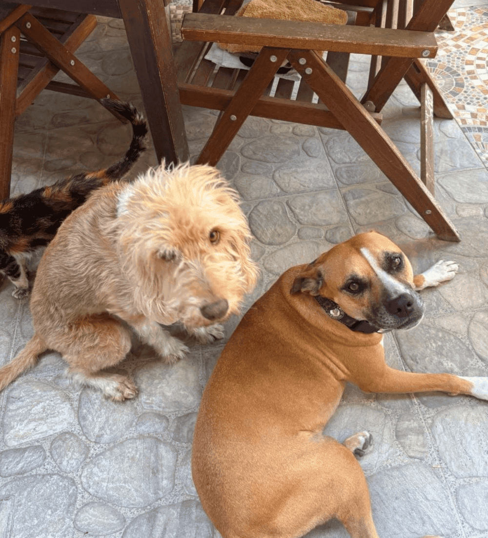 Help Senior Dogs Ayshah & Konga Start a New Life