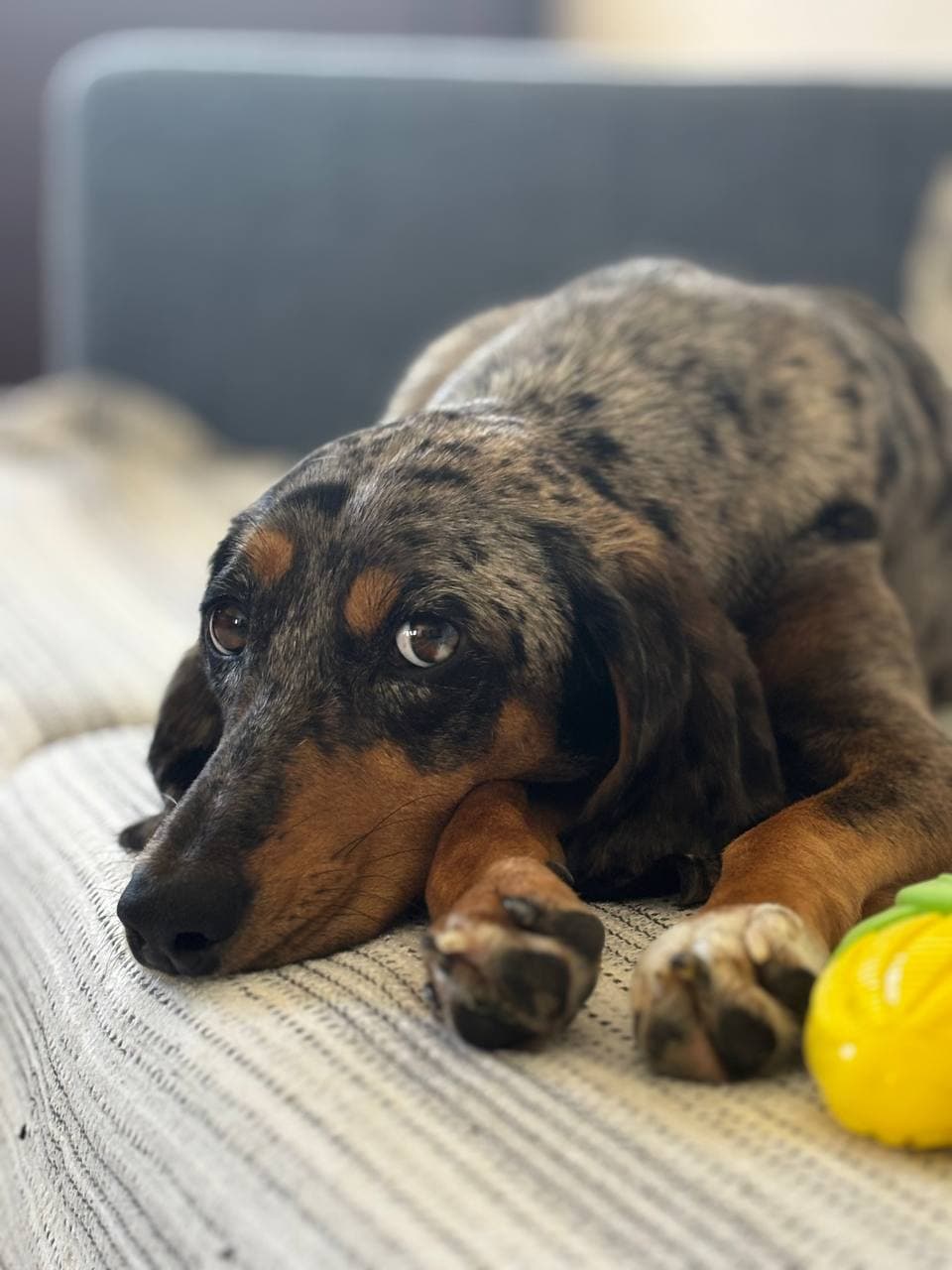 Please help Mia have her two patella luxation surgeries and give her a chance to be adopted